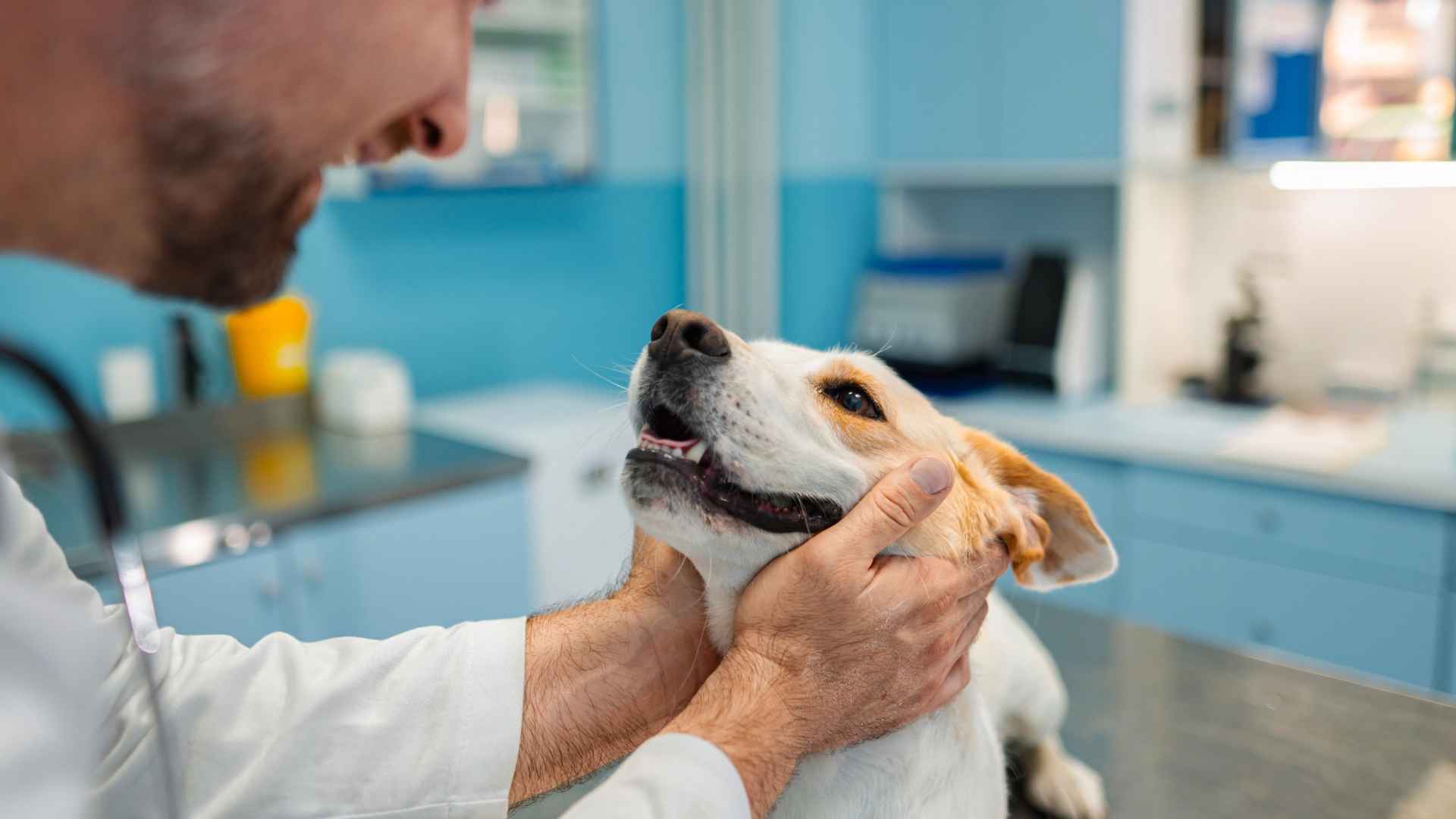 Desparasitacion externa perros